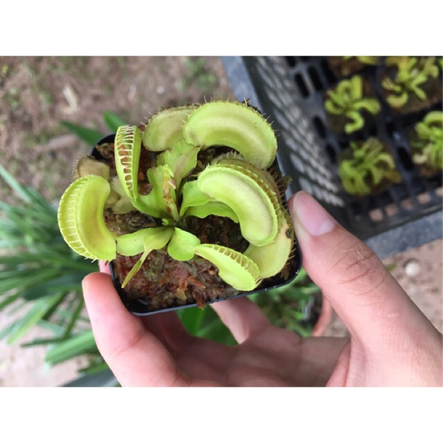 Cây bẫy mồi, kẹp mồi Ailen