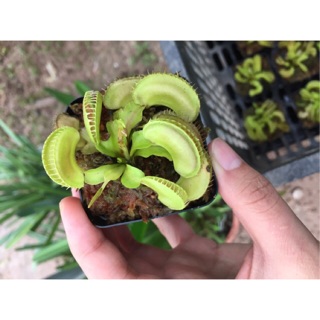 Cây bẫy mồi, kẹp mồi Ailen