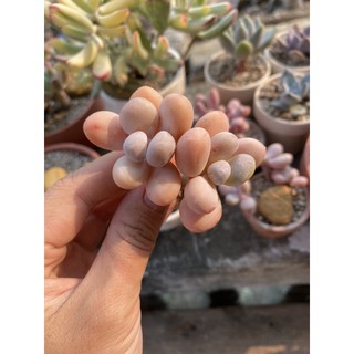SEN ĐÁ SỎI HỒNG CAM GRAPTOPETALUM AMETHYSTINUM