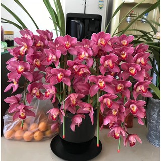 địa lan santo chậu giống, gửi đi cả chậu