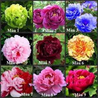 Củ Hoa Mẫu Đơn Cánh Kép(1 củ )