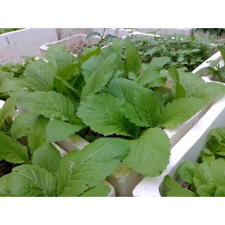 DEAL SỐC 1K - 100 hạt giống rau cải bẹ xanh mỡ