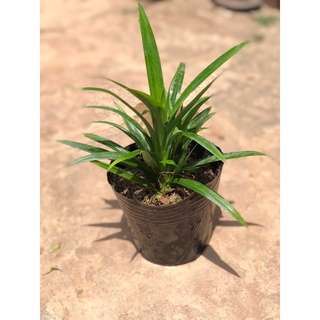 Cây lá nếp chuẩn (ảnh thật) cao 30cm..