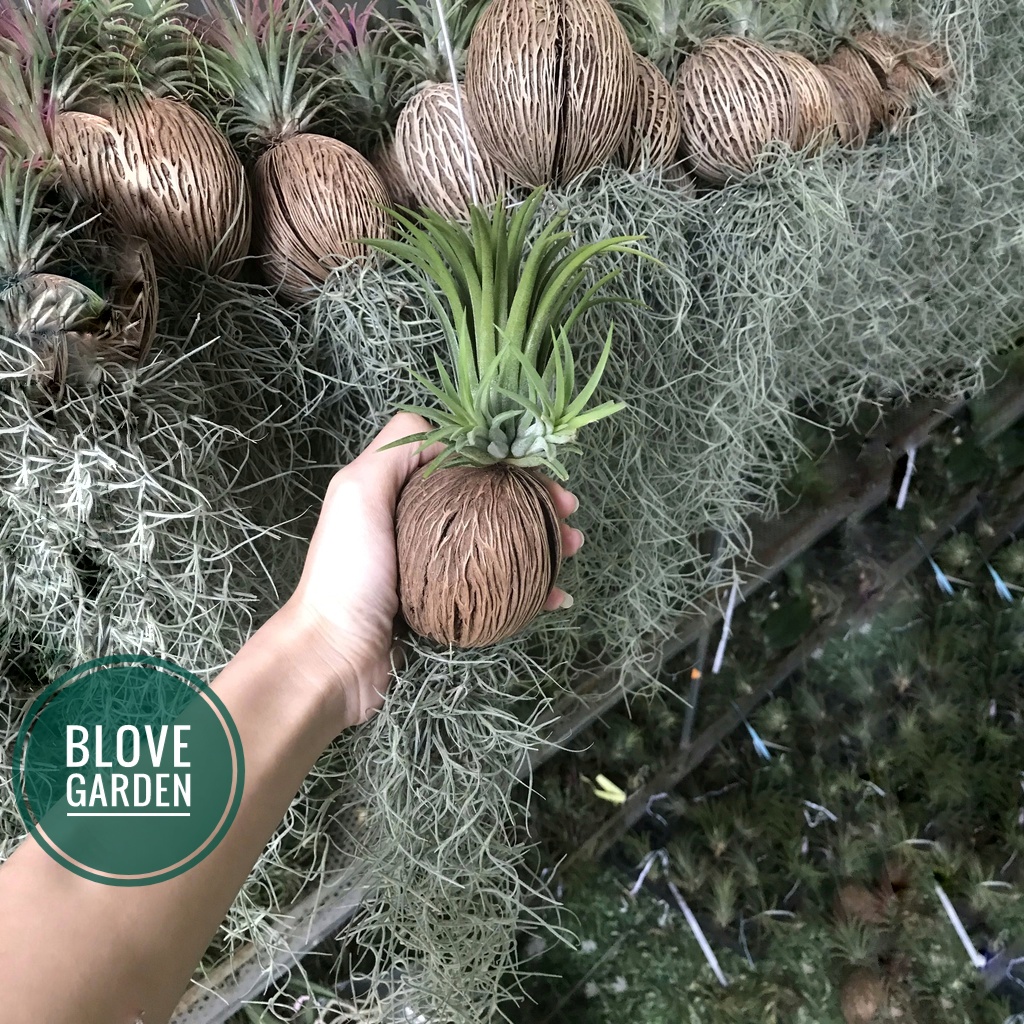 Cây Không Khí Tóc Tiên, trang trí nhà của, hấp thụ khí độc mang lại không khí trong lành cho gia chủ