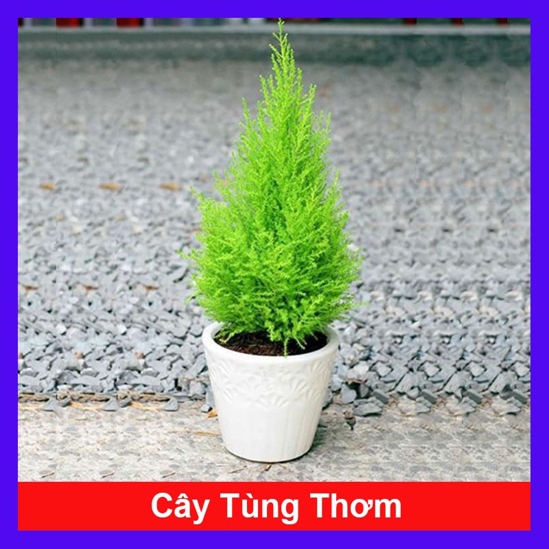 Cây tùng thơm cao 25-30 cm trang trí noel + Tặng phân bón cho cây