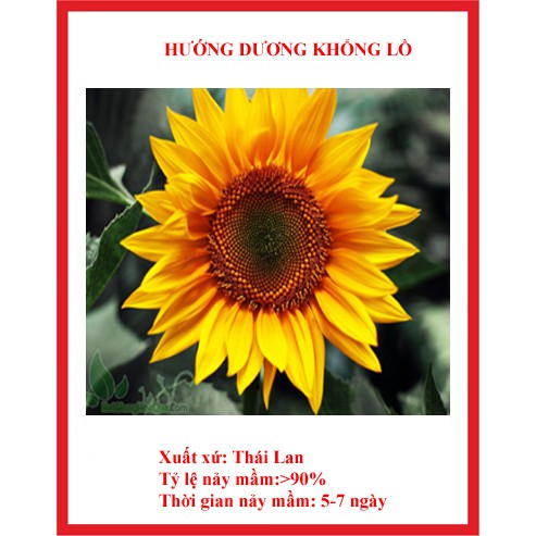 hạt giống hoa hướng dương khổng lồ gói 30 hạt