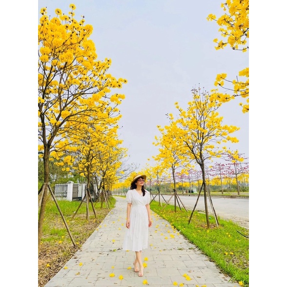 2 cây phong linh giống