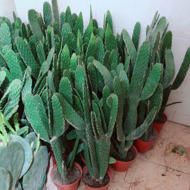 Xương Rồng Size Đại