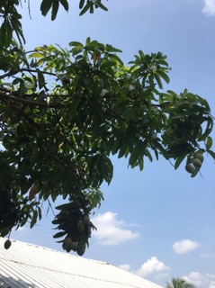 Lá xoài tươi _khô