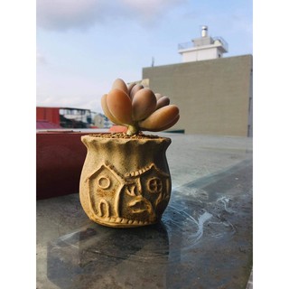 SEN ĐÁ SỎI CAM DÁNG THỤ (loại 1 nhánh)