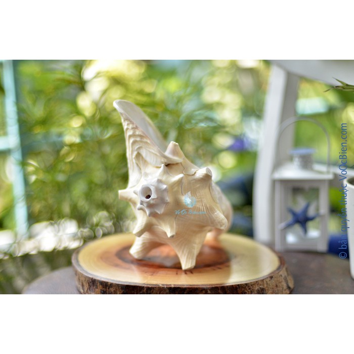 Kèn tù và – ốc bẹ hồng