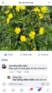 Hạt giống hoa cúc thân gỗ 50k/500 hạt