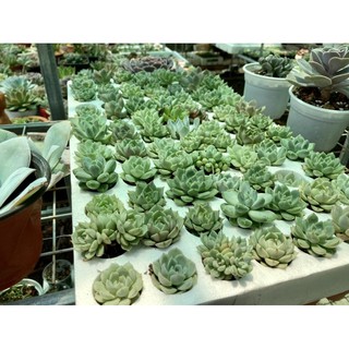 500g Đá bọt Pumice Indo
