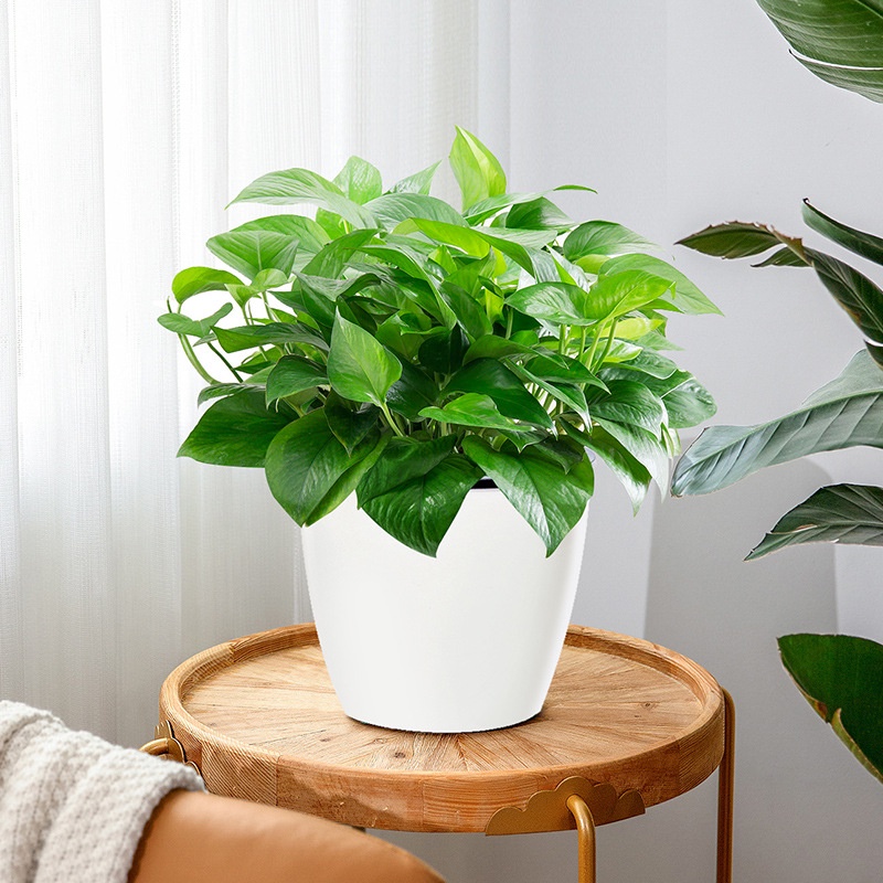 Chậu trồng cây thông minh tự hút nước, Chậu Nhựa Thuỷ Sinh, Trồng Hoa, Trồng Rau - Homewares