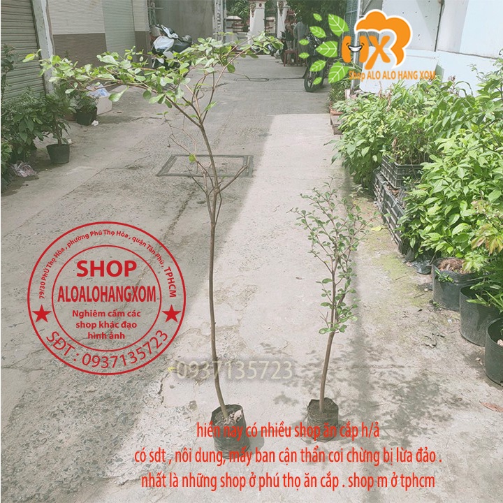 Cây bàng đài loan cao từ 79-90 cm