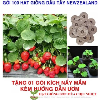 DÂU TÂY NEW ZEALAND HIFARM 50 hạt luckyseed hạt siêu rẻ