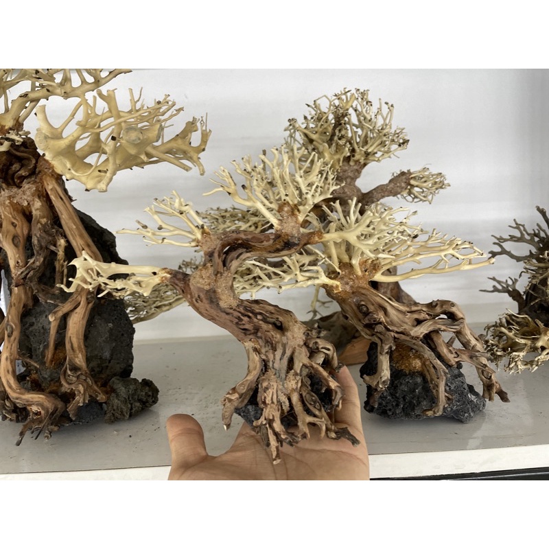 Lũa bonsai cho bể thủy sinh