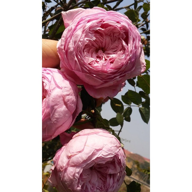 Cây hoa Hồng Spirit of Freedom rose