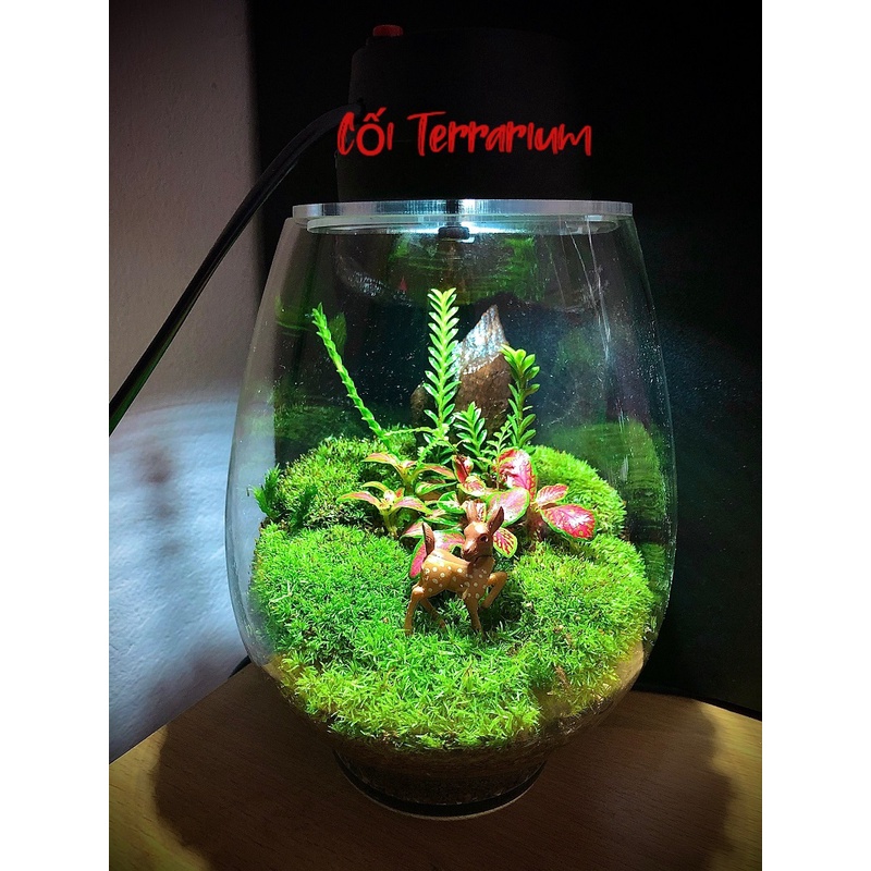 {Moss light} Bình terrarium tròn kèm đèn chiếu sáng nhỏ gọn trồng rêu, cây trang trí chưa bao gồm cây