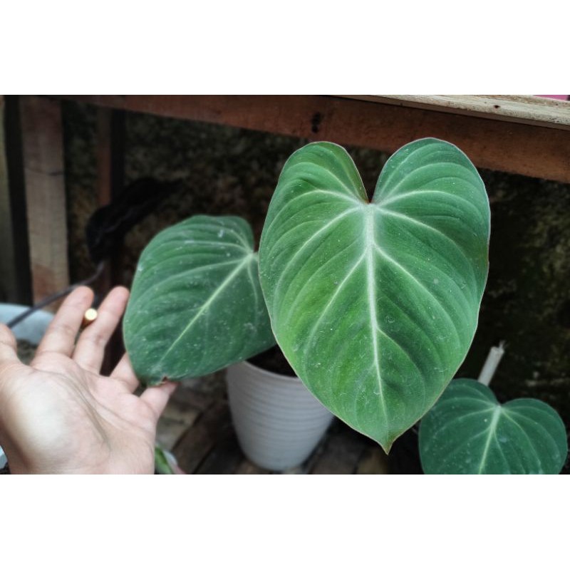 Giày Philodendron Gloriosum Chất Lượng Cao | BigBuy360 - bigbuy360.vn