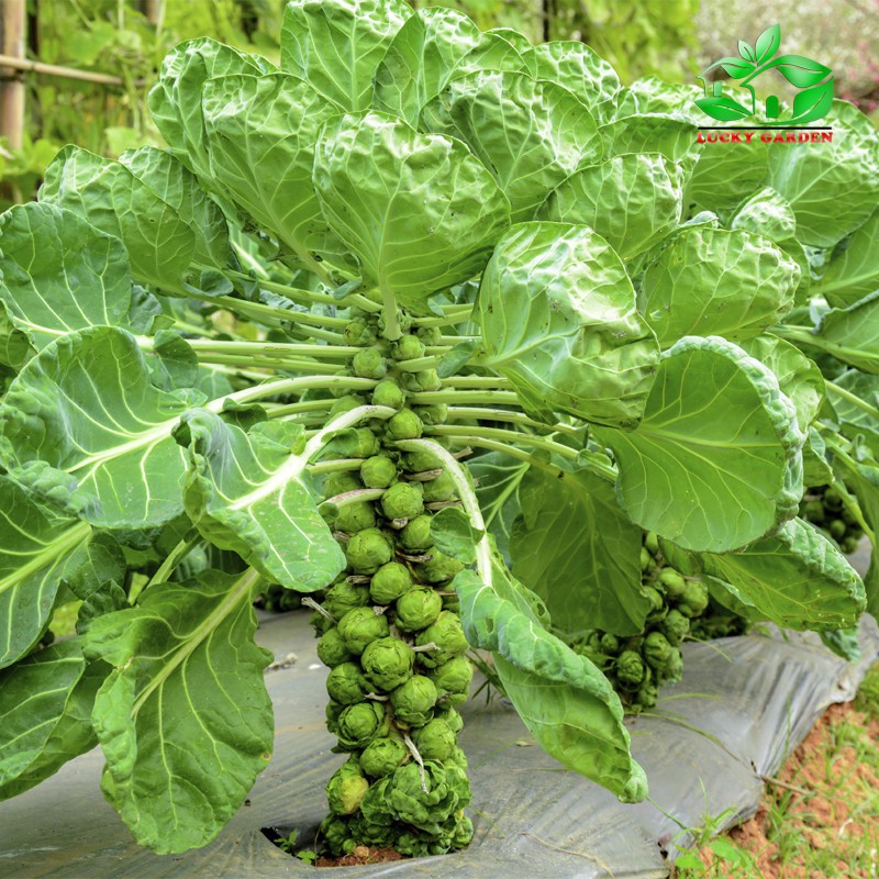 150h Hạt Giống Cải Bắp Tí Hon Long Island I luckyseed hạt siêu rẻ