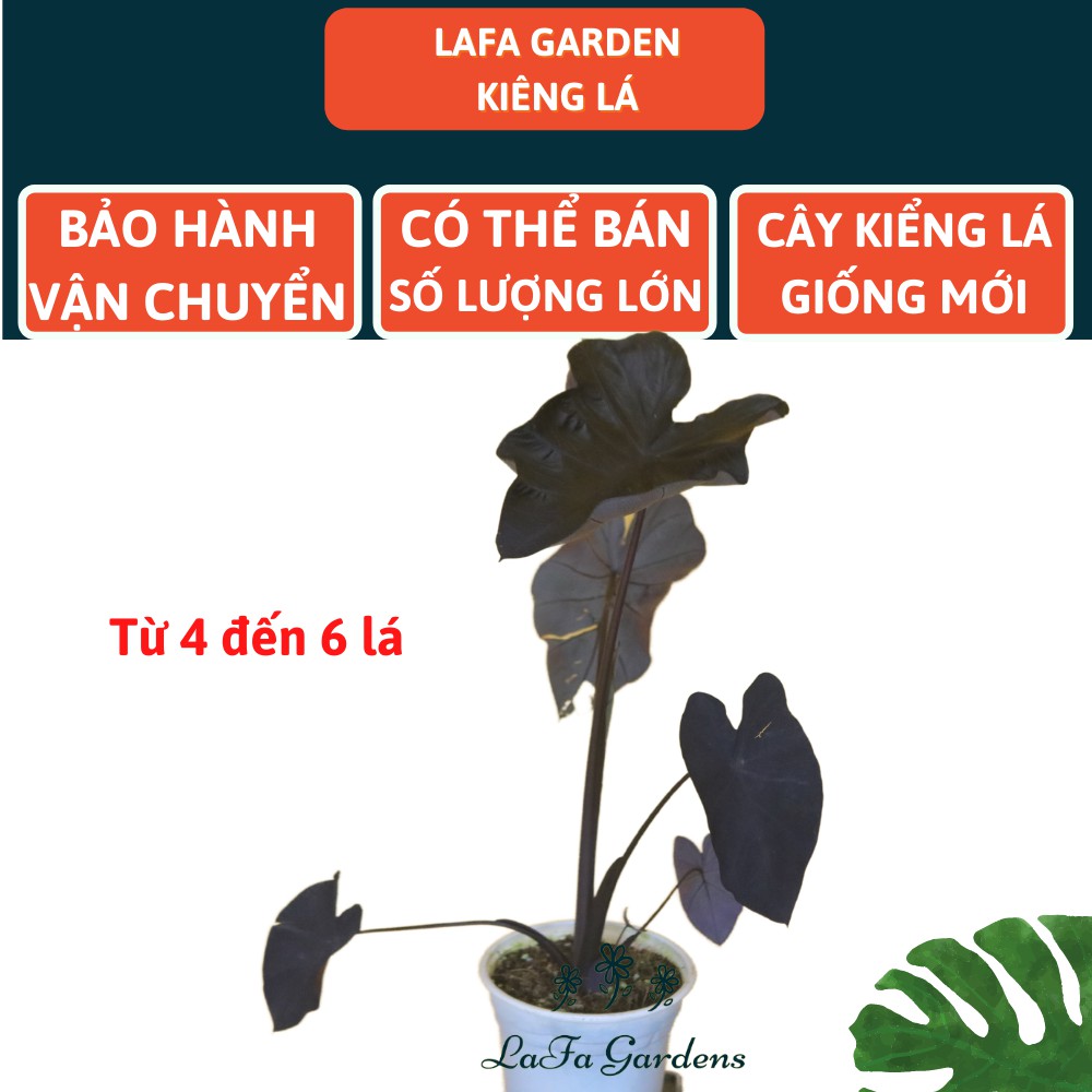 Cây kiểng lá Black Coral LAFA GARDEN, Kích thước (40-60cm), Combo kèm chậu và giá thể trồng cây