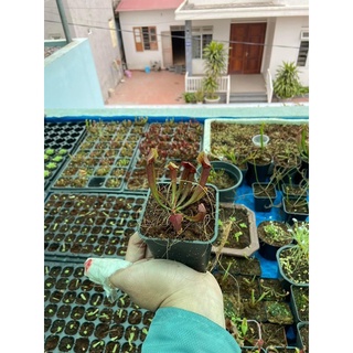 hố bẫy đỏ (chelsonii)