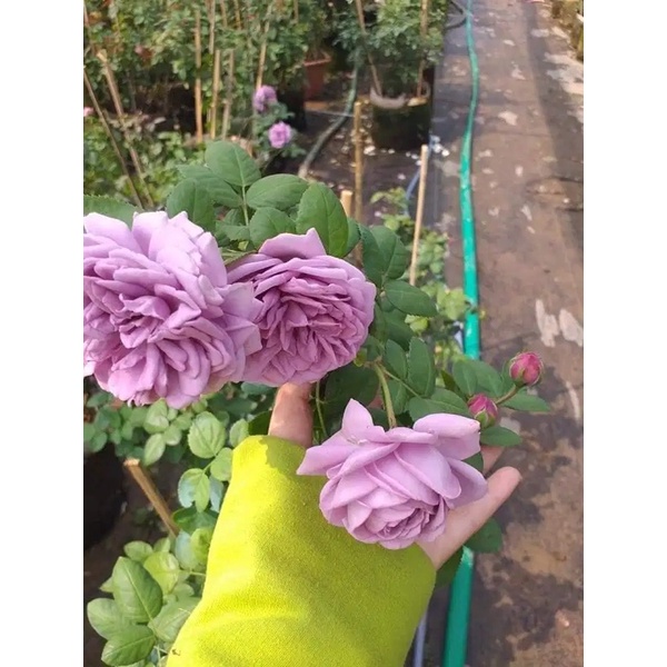Hồng bụi kinda Blue Rose tím