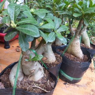Cây sứ thái ghép