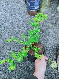 Cây Sam Núi Bonsai