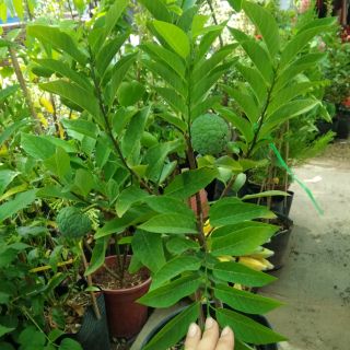 Mãng cầu dai.... Đang trái