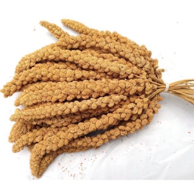 Kê chùm mượt lông hamster