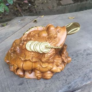 Thiềm thừ gỗ bách xanh thơm