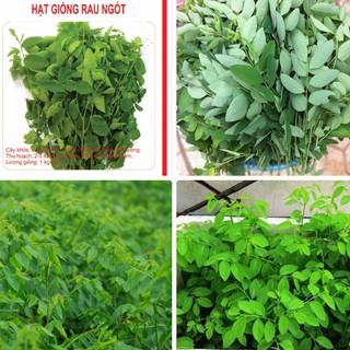 COMBO 3 gói hạt giống rau bồ ngót - TẶNG 1 gói phân bón