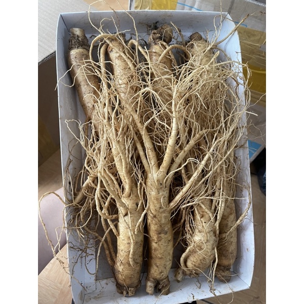 Sâm Tươi Hàn Quốc 6 năm tuổi