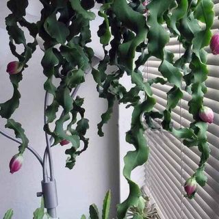 Hoa Nhật Quỳnh Xoắn