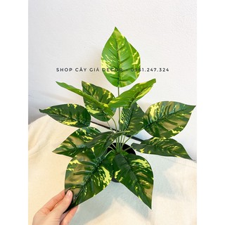 cây lá đốm 30/40cm decor