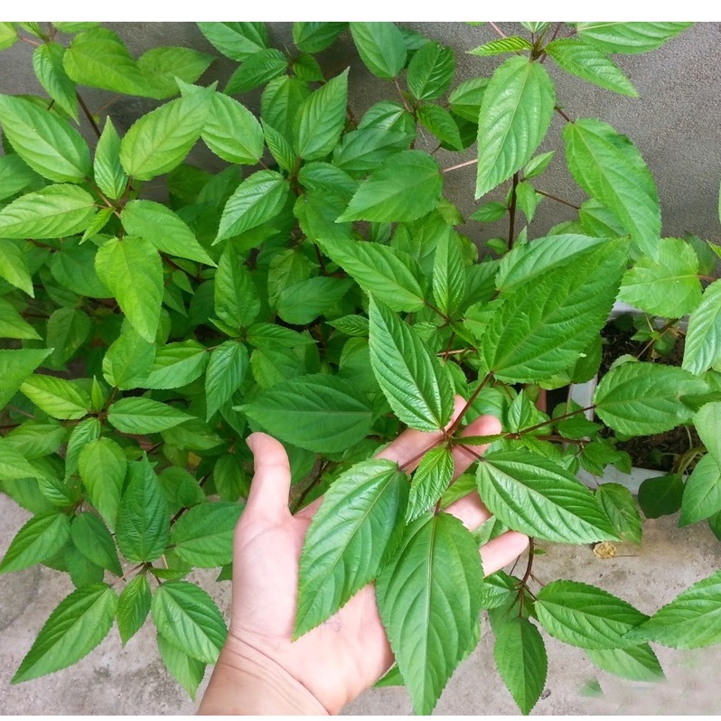 Hạt giống rau đay trắng (rau đay xanh) - Shop hạt giống 1K