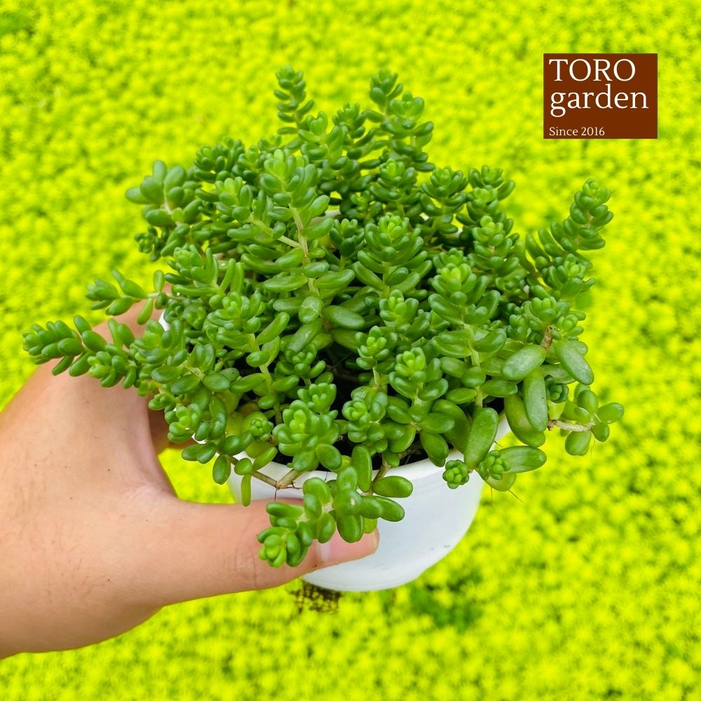 Sen đá sedum kẹo Đà Lạt size trung bình cây cảnh trang trí nhà cửa Toro garden