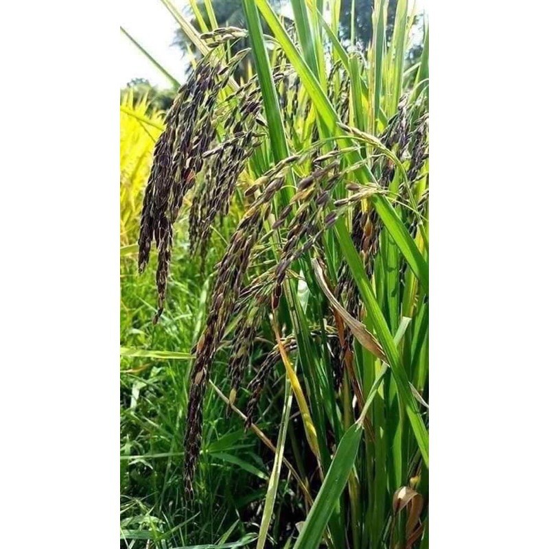 Gạo Lứt Đen Điện Biên 1KG