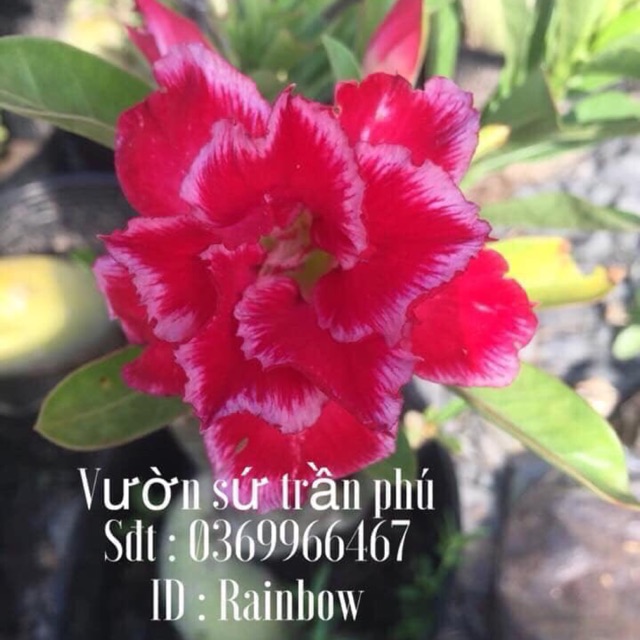 Hoa Sứ RainBow