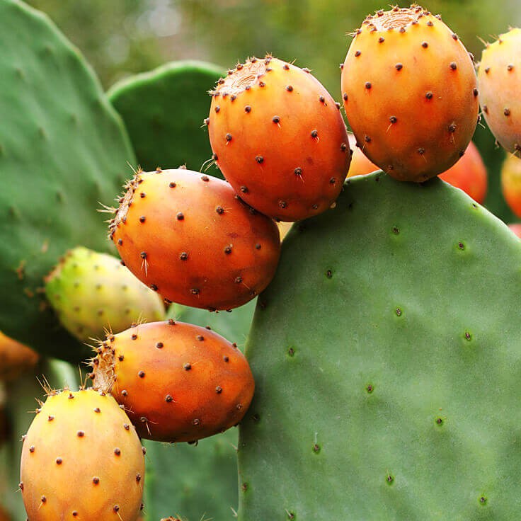 [ORGANIC] DẦU HẠT XƯƠNG RỒNG Prickly Pear Seed Oil HỮU CƠ Premium Liquid Gold DƯỠNG DA TÓC MÓNG