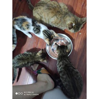 🐱🐶 Xúc Xích Cho Cún Mèo