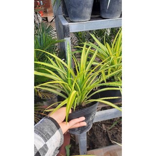 Cây Dứa Vạn Phát