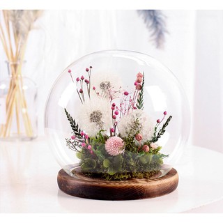 Hoa Bồ Công Anh khô Nhật Bản (chụp thuỷ tinh)