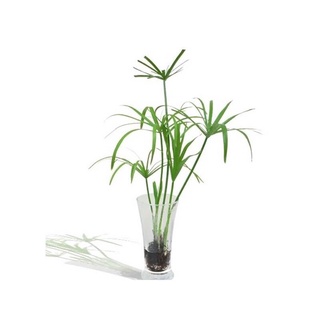 Cây thủy trúc, bầu đất