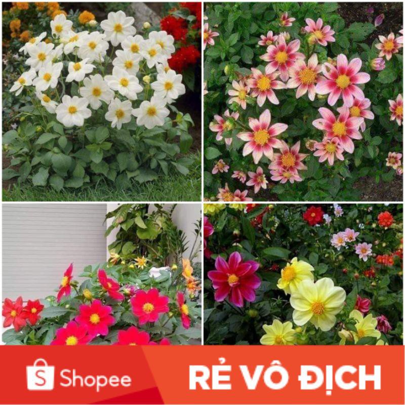 50 hạt giống hoa thược dược đơn bụi mix màu ❤️ Nảy Mầm Cực Đỉnh❤️ chất lượng cao
