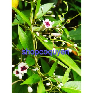 1ky dây lá mơ rừng trơn loại làm bánh phơi khô. 500g