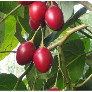  Hạt giống cà chua thân gỗ nhập khẩu