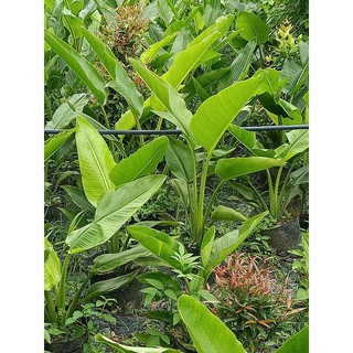 CÂY CHUỐI DẺ QUẠT cao trên 1m
